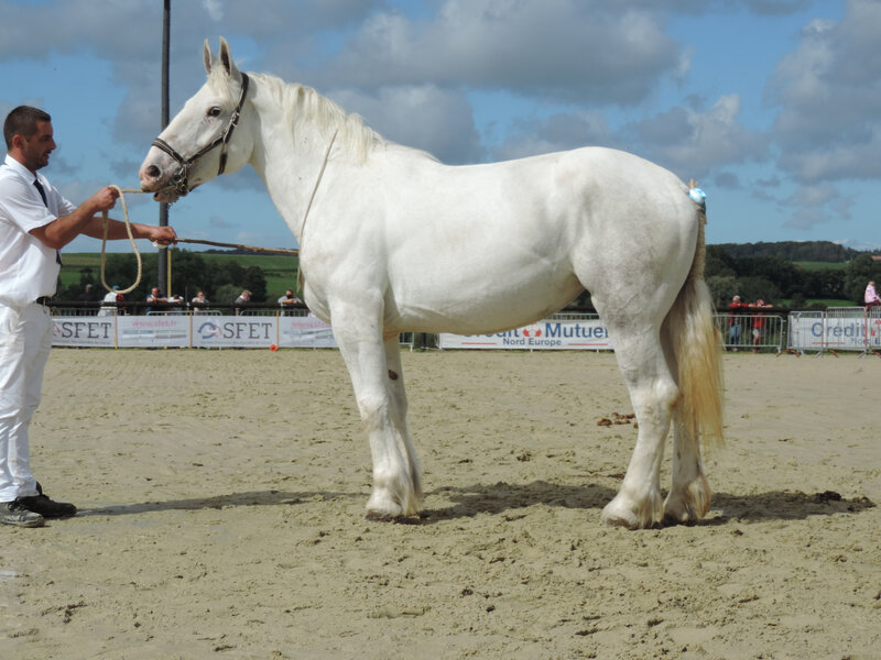 Houpette 26 - 5 Septembre 2020 - National Boulonnais - Samer (62) - 7e (3 ans - Petite Taille (moins d'1m68))