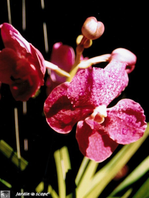 Les orchidées aux délicates fleurs envoûtantes… - Le JardinOscope, toute la  flore et la faune de nos parcs et jardins