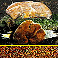 Polypore roux inonotus rheades