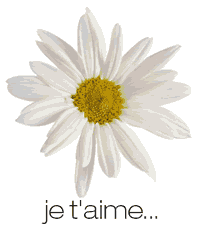 marguerite effeuillée marguerite effeuillée