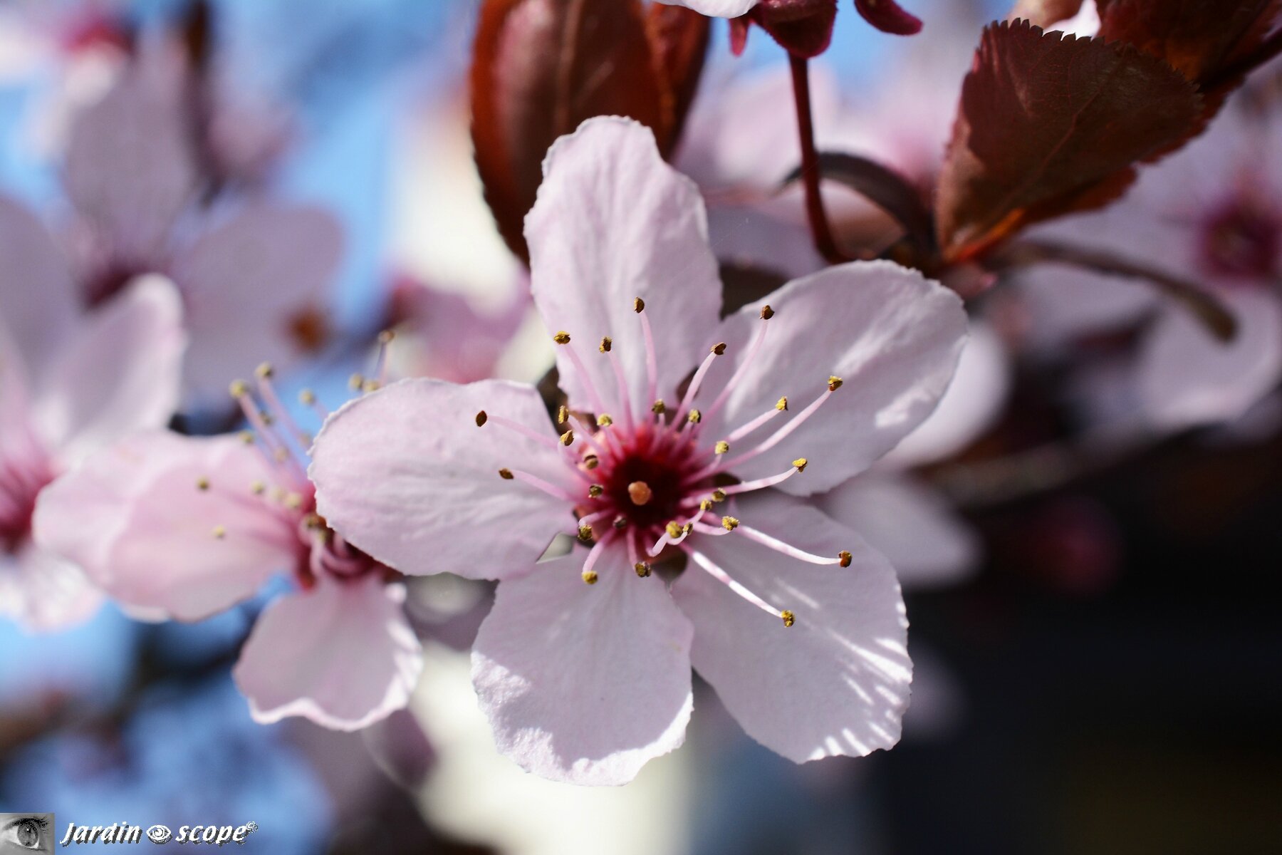 Fleur de Prunus 