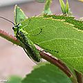 Tenthrède verte • Rhogogaster viridis