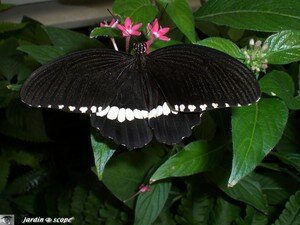 Papilio polytes femelle • Papilionidae