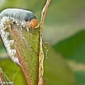 Tenthède du rosier (larve) • Allantus (Emphytus) cinctus • Tenthredinidea