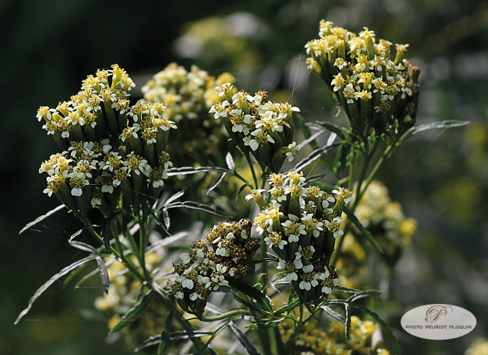 OEILLET_REGLISSE_Tagetes_filifolia