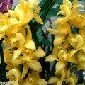 Orchidée Vanilla panifolia variegata