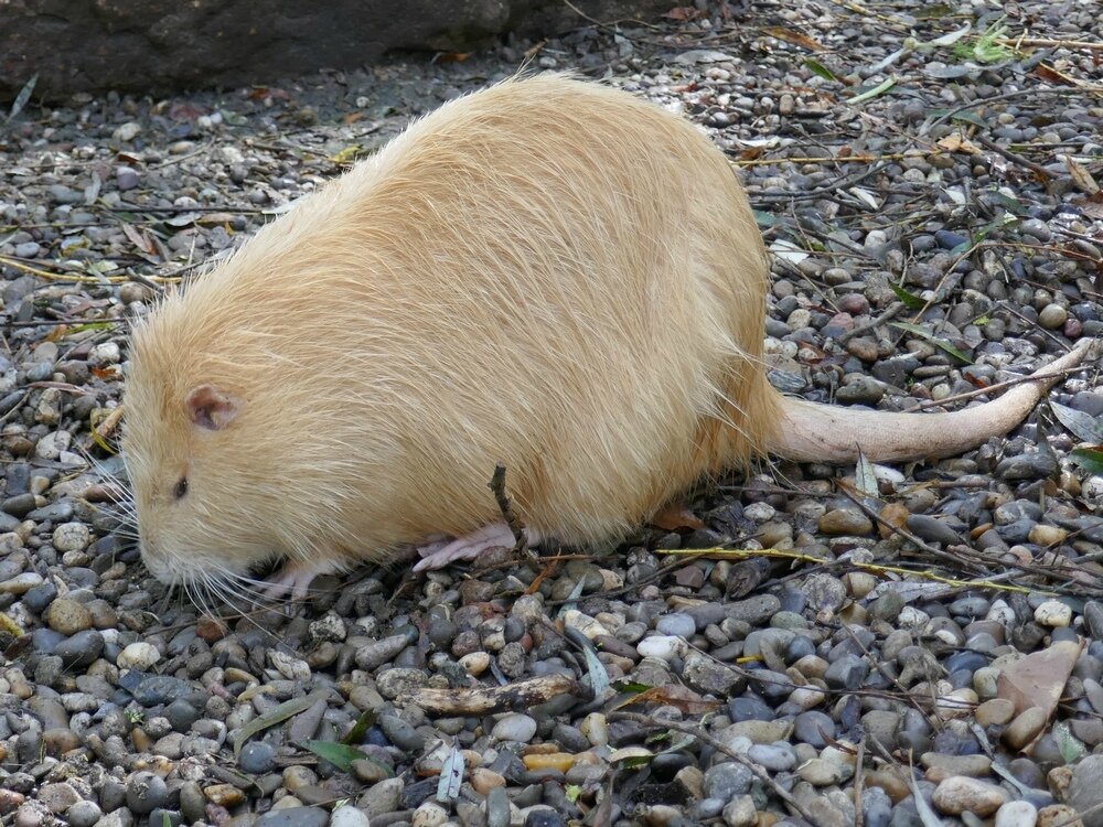 Ragondin La faune au fil des randos