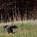Héron pourpré, Ardea purpurea