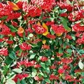 Un bel automne (Martine SAN MIGUEL 30 novembre 2015)