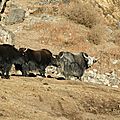 groupe de yaks en vadrouille