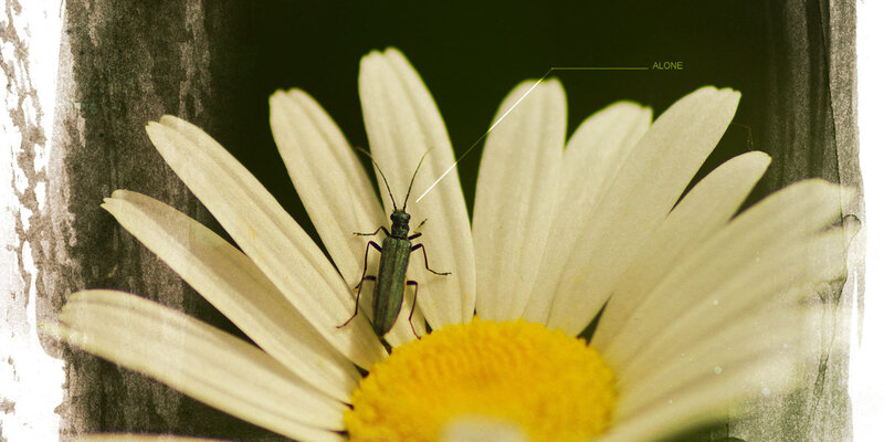 20180510 Insecte B
