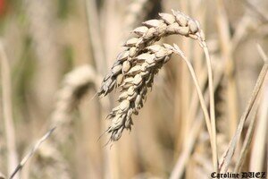 000136_copie