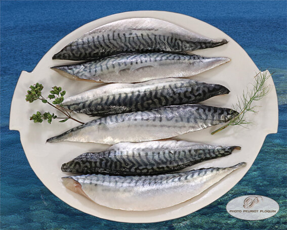 Filets_de_MAQUEREAUX