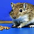 - contrôle mental au laser : des souris transformées en rongeurs tueurs
