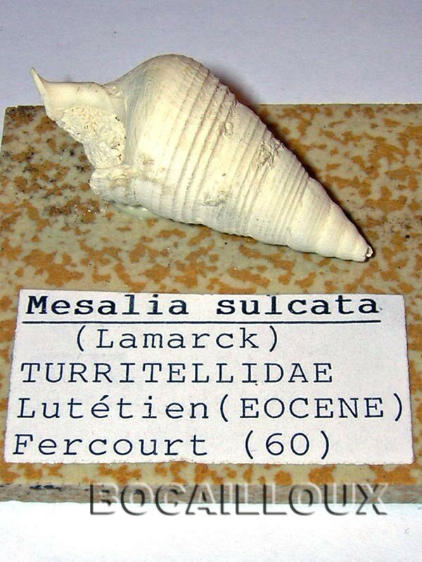 MESALIA SULCATA 2 60.FERCOURT
