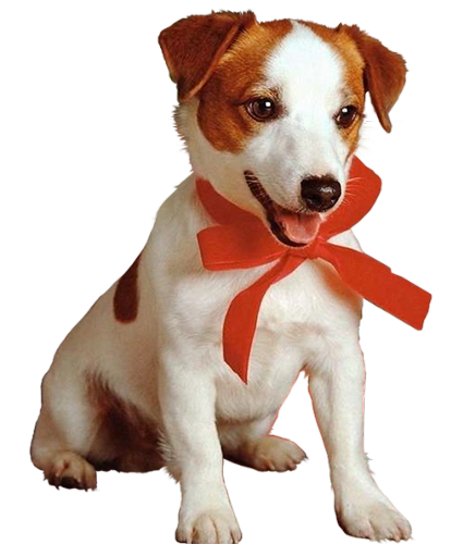 bowedpup