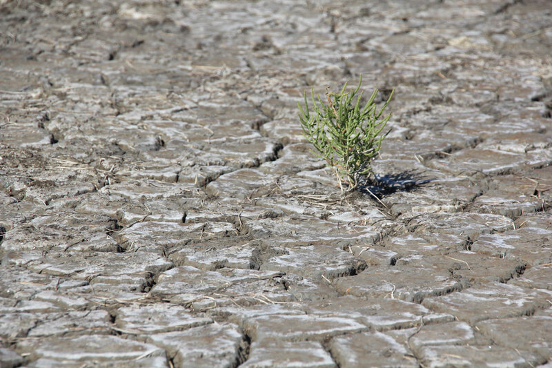 camargue_terre