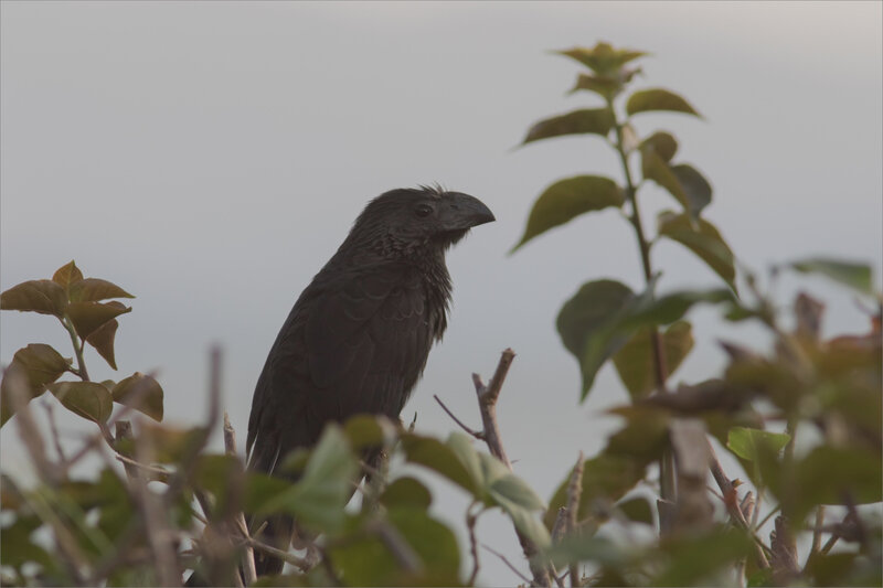 J8 Ensenada lodge 081219 ym 59 oiseau indet