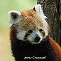 Panda roux