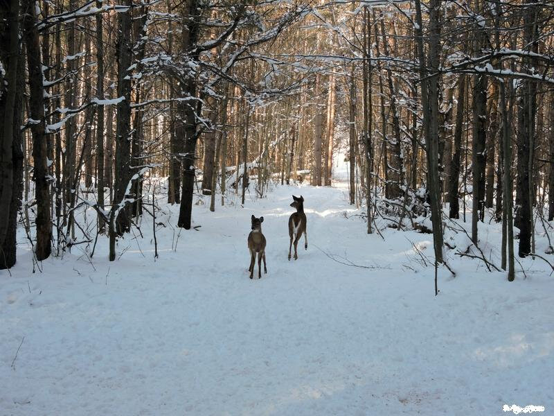 Photo-deux-chevreuils-forêt