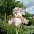 French rose