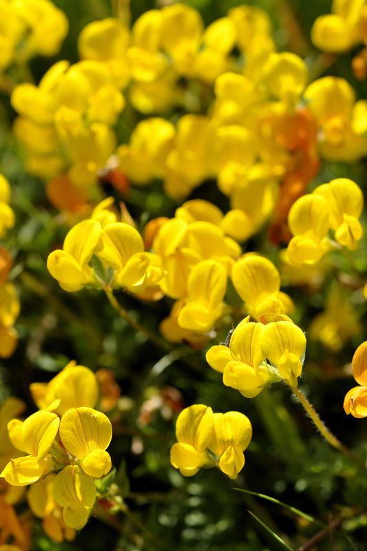 _DSC0924_Lotus_alpinus