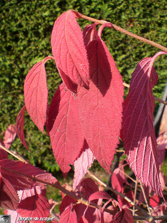 Viburnum plicatum Mariesii en automne