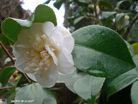 Camellia X Willamsii Donation