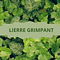 013 LIERRE GRIMPANT
