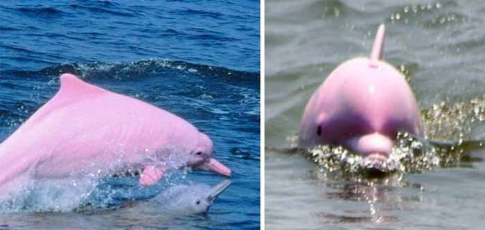 Un Dauphin Rose Extremement Rare A Donne Naissance A Un Bebe Rose Lui Aussi Savoir Pour Pouvoir Agir