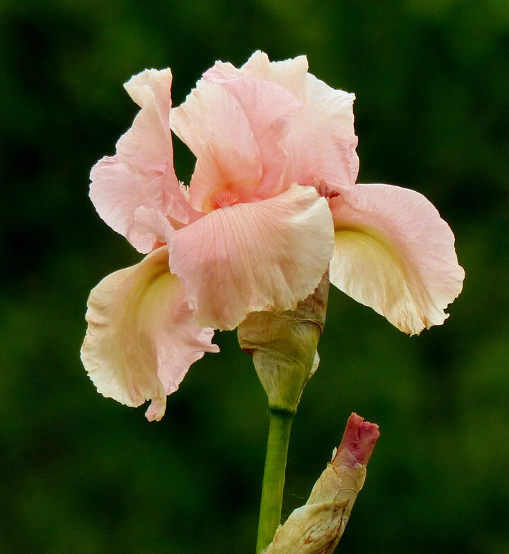 iris magical encounter (8)