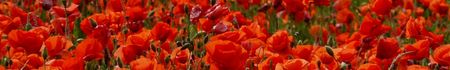 j_ai_descendu_ds_mon_jardin_17_phf