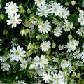 stellaire holostée