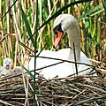 Cygne Tuberculé