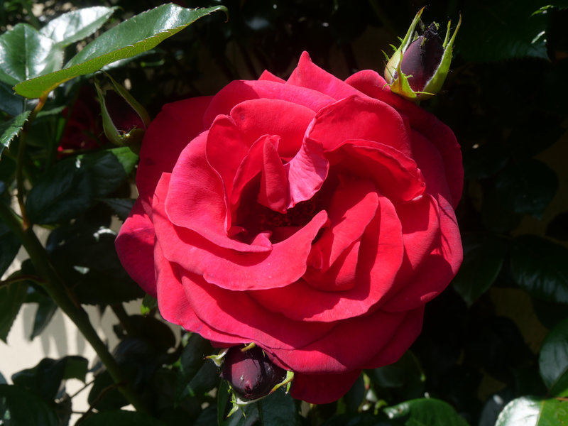 roserougedemai