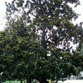 Magnolia grandiflora de belle taille !