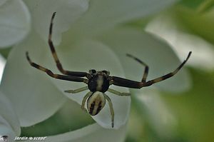 Thomise variable mâle • Thomise misumena vatia