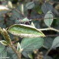 Agrion élégant - Ischnura elegans - (Demoiselle)
