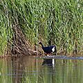 Camargue gardoise (10)