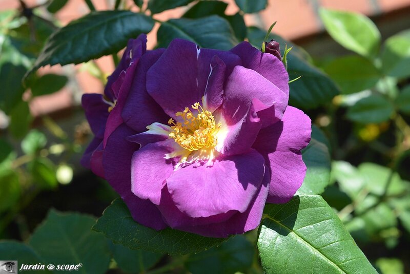 Rosier Rapsody in bleue 