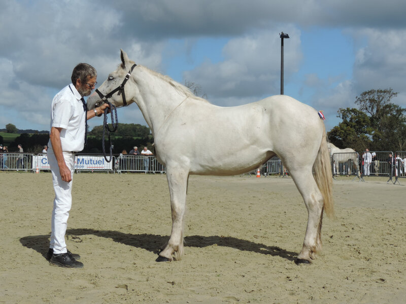 Juliette de Tourville - 5 Septembre 2020 - National Boulonnais - Samer (62) - 14e (1 an - Livre A (nées avant le 1er Mai 2019))