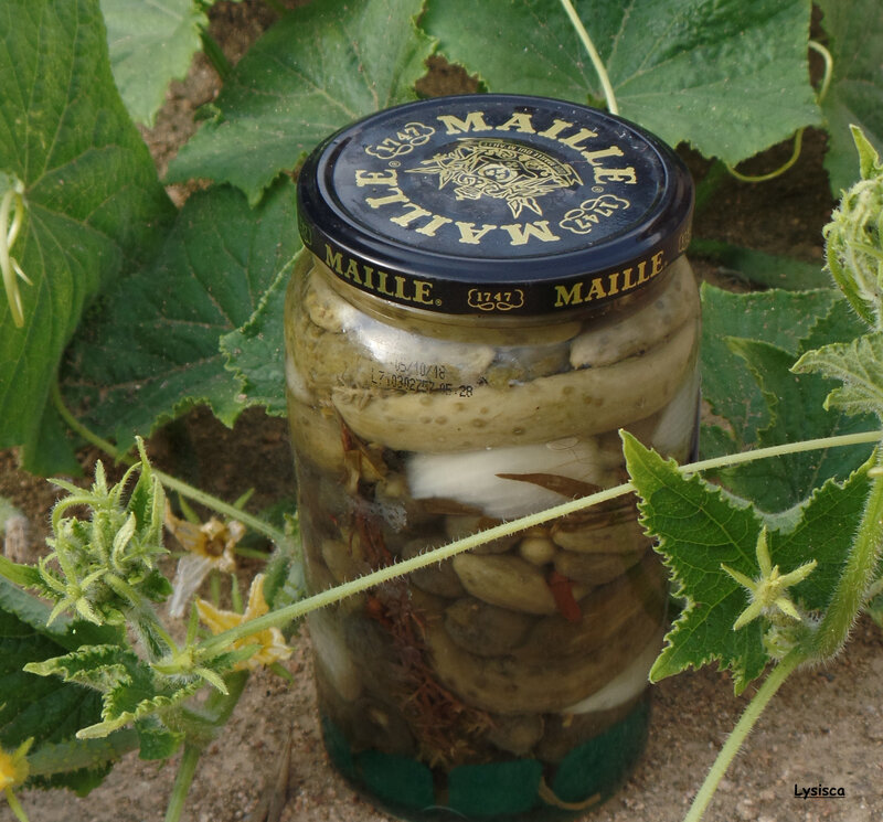 Faire ses cornichons au vinaigre. Pour préparer le grand soir