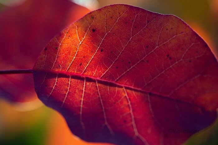 feuilles-automne15-36