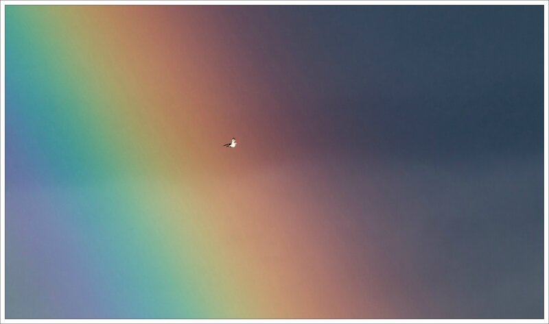 ville oiseau arc en ciel 180216 5