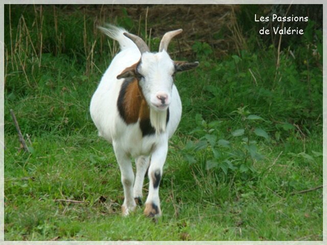DSC00022-001