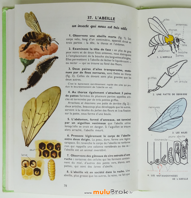 LES-LECONS-DE-CHOSES-Abeille-Livre-Nathan-7-muluBrok
