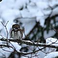 Chouette chevêchette, Glaucidium passerinum