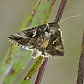 Lambda, Plusie gamma, Gamma Autographa gamma