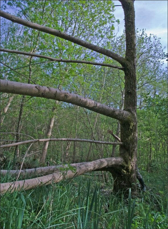 arbre Niort Galuchet branches horiz personnage 120510 ym