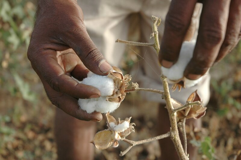 ramassage-du-coton-bio-Inde-Les-Mouettes-Vertes